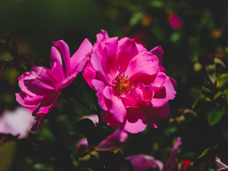 beautiful flowers in natureの写真素材