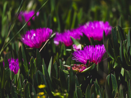 beautiful flowers in natureの写真素材