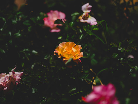 beautiful flowers in nature