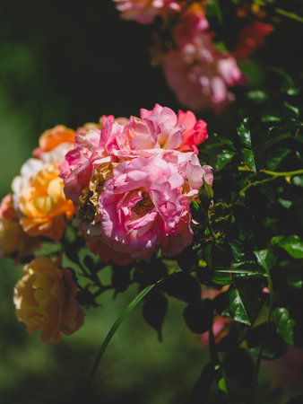 beautiful rose in natureの写真素材