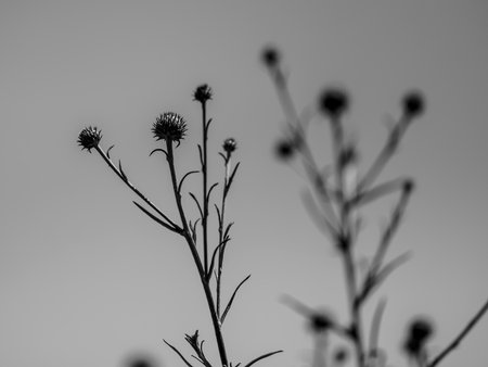 beautiful flowers in natureの写真素材