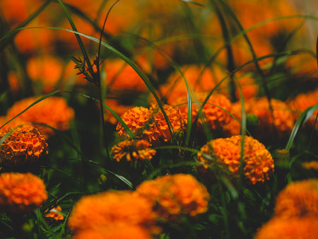 beautiful flowers in nature