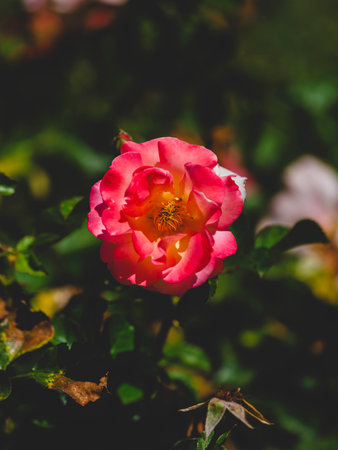 beautiful rose in natureの写真素材