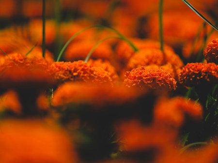 beautiful flowers in nature