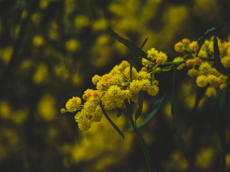 beautiful flowers in nature