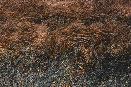 beautiful reeds in the lakeの写真素材