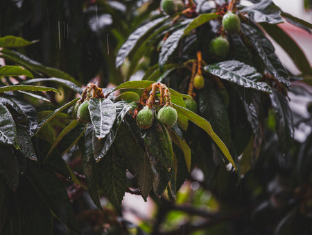 loquat tree wet in the rain