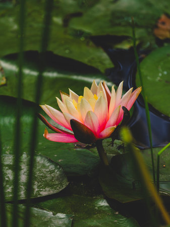 beautiful lotus flower in nature