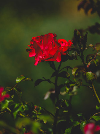 beautiful rose in nature
