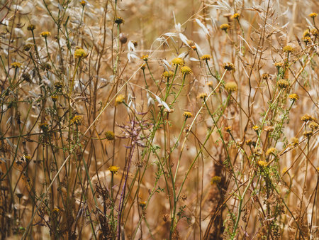 beautiful plants in nature