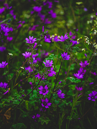 beautiful flowers in natureの写真素材