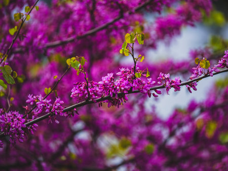 purple flowers in natureの写真素材