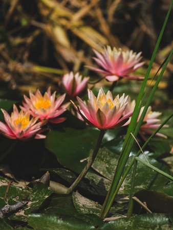 beautiful lotus flower in natureの写真素材