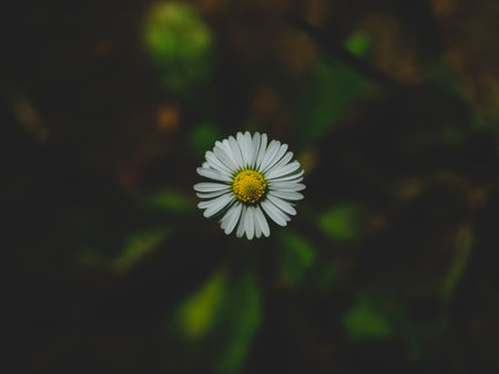 beautiful flowers in natureの写真素材