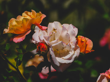 beautiful rose in natureの写真素材