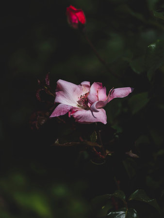 beautiful rose in natureの写真素材