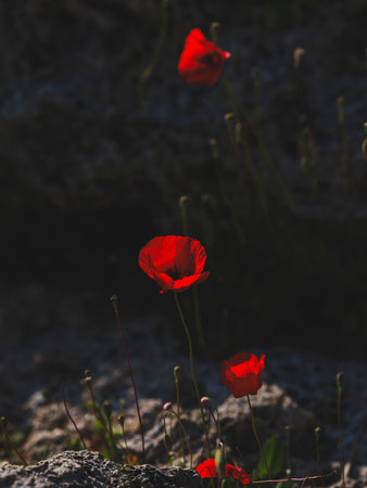 beautiful flowers in natureの写真素材