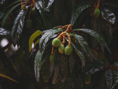 loquat tree wet in the rain