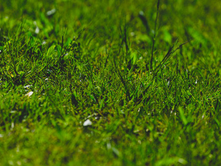 Green grass in natureの写真素材