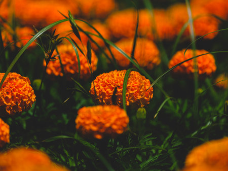 beautiful flowers in natureの写真素材