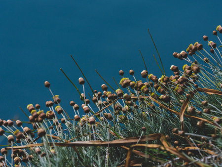 beautiful flowers in nature