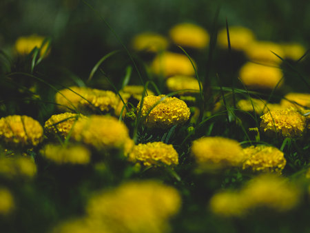 beautiful flowers in natureの写真素材