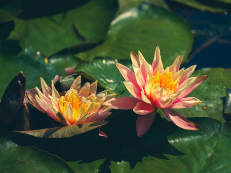 beautiful lotus flower in natureの写真素材