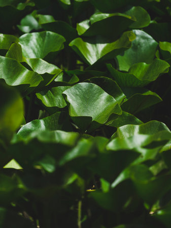 beautiful lotus flower in nature