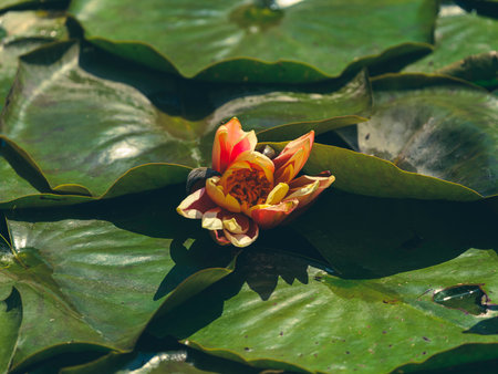 beautiful lotus flower in nature