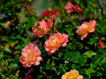 beautiful rose in natureの写真素材