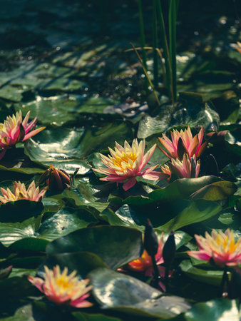 beautiful lotus flower in natureの写真素材