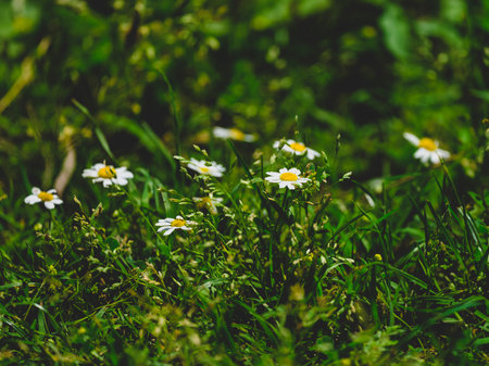 beautiful flowers in nature
