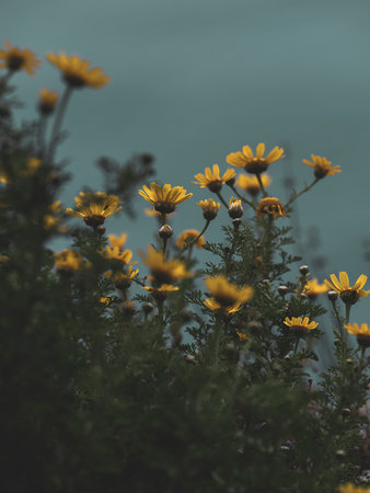 beautiful flowers in nature