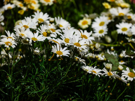 beautiful flowers in natureの写真素材