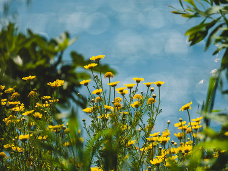 beautiful flowers in natureの写真素材