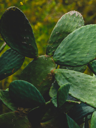 beautiful cactuses in the gardenの写真素材