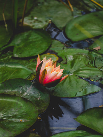 beautiful lotus flower in natureの写真素材