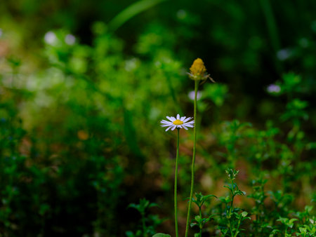 beautiful flowers in nature