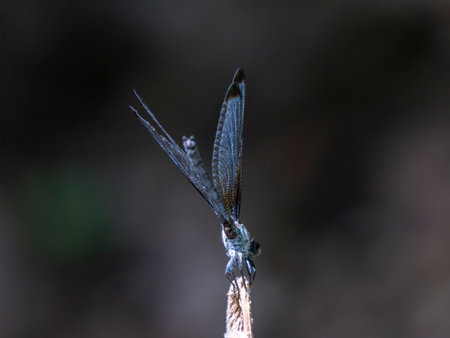 beautiful dragonfly in natureの写真素材