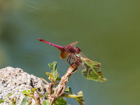 beautiful dragonfly in nature