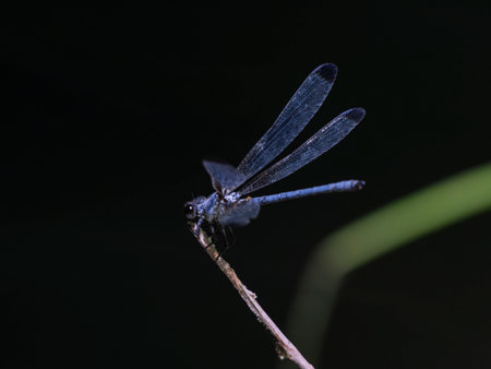beautiful dragonfly in nature