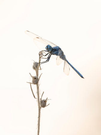 beautiful dragonfly in nature