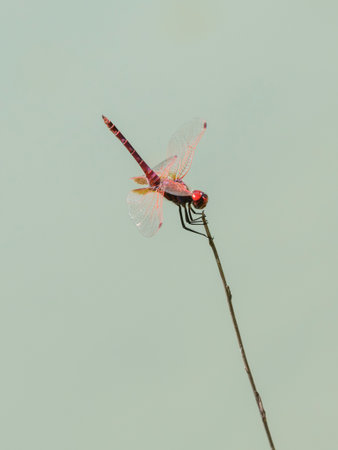 beautiful dragonfly in natureの写真素材