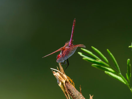 beautiful dragonfly in natureの写真素材
