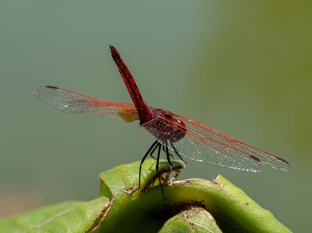 beautiful dragonfly in nature