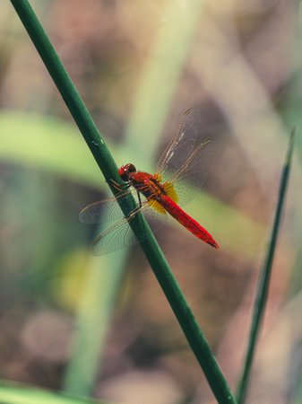 beautiful dragonfly in natureの写真素材