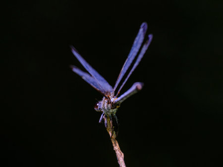 beautiful dragonfly in nature