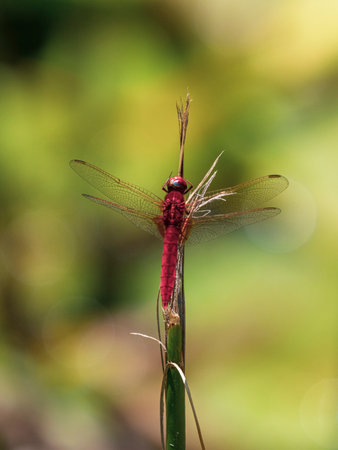 beautiful dragonfly in nature
