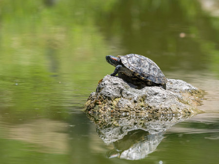 a turtle on a rock in the lake