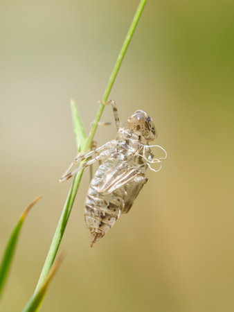 A dragonfly is transforming from its larval stage on the plantの写真素材